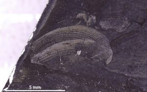Conchostrachan (brachiopod)
