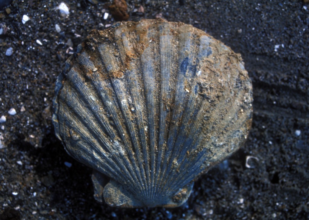 Virginia's State Fossil The Geology of Virginia